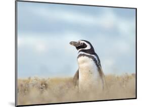 Magellanic Penguin, Falkland Islands.-Martin Zwick-Mounted Photographic Print