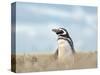 Magellanic Penguin, Falkland Islands.-Martin Zwick-Stretched Canvas