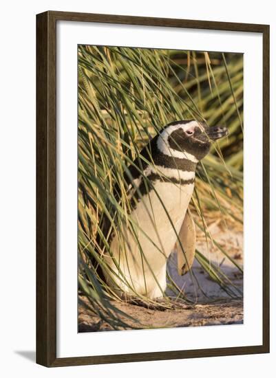 Magellanic Penguin, in Typical Tussock Environment. Falkland Islands-Martin Zwick-Framed Photographic Print