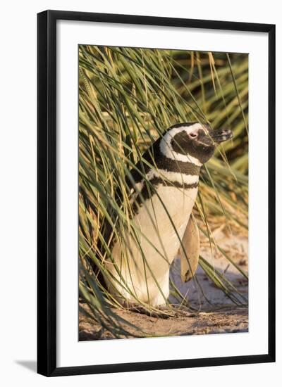 Magellanic Penguin, in Typical Tussock Environment. Falkland Islands-Martin Zwick-Framed Photographic Print