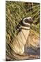 Magellanic Penguin, in Typical Tussock Environment. Falkland Islands-Martin Zwick-Mounted Photographic Print