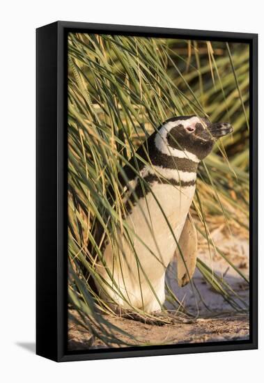 Magellanic Penguin, in Typical Tussock Environment. Falkland Islands-Martin Zwick-Framed Stretched Canvas