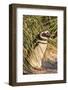 Magellanic Penguin, in Typical Tussock Environment. Falkland Islands-Martin Zwick-Framed Photographic Print