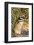 Magellanic Penguin, in Typical Tussock Environment. Falkland Islands-Martin Zwick-Framed Photographic Print