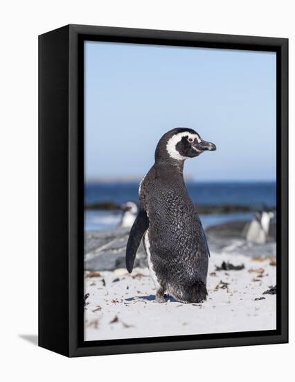 Magellanic Penguin on Beach. Falkland Islands-Martin Zwick-Framed Stretched Canvas