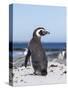 Magellanic Penguin on Beach. Falkland Islands-Martin Zwick-Stretched Canvas