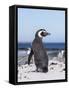 Magellanic Penguin on Beach. Falkland Islands-Martin Zwick-Framed Stretched Canvas