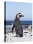 Magellanic Penguin on Beach. Falkland Islands-Martin Zwick-Stretched Canvas