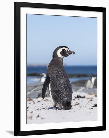 Magellanic Penguin on Beach. Falkland Islands-Martin Zwick-Framed Photographic Print