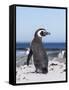 Magellanic Penguin on Beach. Falkland Islands-Martin Zwick-Framed Stretched Canvas