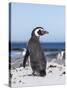 Magellanic Penguin on Beach. Falkland Islands-Martin Zwick-Stretched Canvas