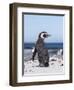 Magellanic Penguin on Beach. Falkland Islands-Martin Zwick-Framed Photographic Print