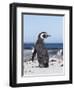 Magellanic Penguin on Beach. Falkland Islands-Martin Zwick-Framed Photographic Print