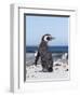 Magellanic Penguin on Beach. Falkland Islands-Martin Zwick-Framed Photographic Print