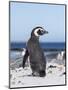 Magellanic Penguin on Beach. Falkland Islands-Martin Zwick-Mounted Photographic Print