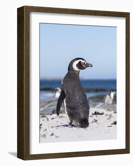 Magellanic Penguin on Beach. Falkland Islands-Martin Zwick-Framed Photographic Print