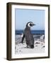 Magellanic Penguin on Beach. Falkland Islands-Martin Zwick-Framed Photographic Print