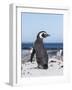 Magellanic Penguin on Beach. Falkland Islands-Martin Zwick-Framed Photographic Print