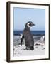 Magellanic Penguin on Beach. Falkland Islands-Martin Zwick-Framed Photographic Print