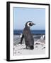 Magellanic Penguin on Beach. Falkland Islands-Martin Zwick-Framed Photographic Print