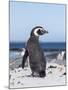 Magellanic Penguin on Beach. Falkland Islands-Martin Zwick-Mounted Photographic Print