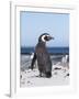 Magellanic Penguin on Beach. Falkland Islands-Martin Zwick-Framed Photographic Print