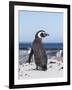 Magellanic Penguin on Beach. Falkland Islands-Martin Zwick-Framed Photographic Print