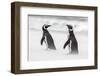 Magellanic Penguin on Beach. Falkland Islands-Martin Zwick-Framed Photographic Print