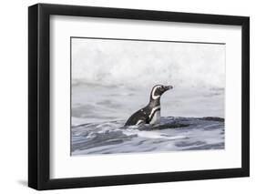 Magellanic Penguin on beach leaving the ocean. Falkland Islands-Martin Zwick-Framed Photographic Print