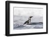 Magellanic Penguin on beach leaving the ocean. Falkland Islands-Martin Zwick-Framed Photographic Print