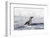 Magellanic Penguin on beach leaving the ocean. Falkland Islands-Martin Zwick-Framed Photographic Print