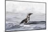 Magellanic Penguin on beach leaving the ocean. Falkland Islands-Martin Zwick-Mounted Photographic Print