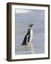 Magellanic Penguin on beach leaving the ocean. Falkland Islands-Martin Zwick-Framed Photographic Print