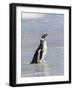 Magellanic Penguin on beach leaving the ocean. Falkland Islands-Martin Zwick-Framed Photographic Print