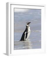 Magellanic Penguin on beach leaving the ocean. Falkland Islands-Martin Zwick-Framed Photographic Print