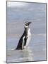 Magellanic Penguin on beach leaving the ocean. Falkland Islands-Martin Zwick-Mounted Photographic Print