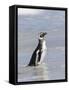 Magellanic Penguin on beach leaving the ocean. Falkland Islands-Martin Zwick-Framed Stretched Canvas