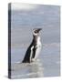 Magellanic Penguin on beach leaving the ocean. Falkland Islands-Martin Zwick-Stretched Canvas