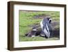 Magellanic Penguin, Pair with Chicks at Burrow. Falkland Islands-Martin Zwick-Framed Photographic Print