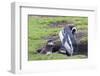 Magellanic Penguin, Pair with Chicks at Burrow. Falkland Islands-Martin Zwick-Framed Photographic Print