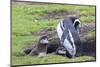 Magellanic Penguin, Pair with Chicks at Burrow. Falkland Islands-Martin Zwick-Mounted Photographic Print