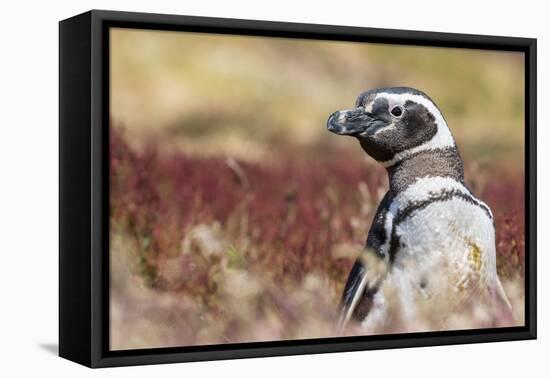 Magellanic Penguin, Portrait at Burrow. Falkland Islands-Martin Zwick-Framed Stretched Canvas