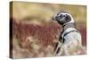 Magellanic Penguin, Portrait at Burrow. Falkland Islands-Martin Zwick-Stretched Canvas