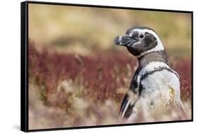 Magellanic Penguin, Portrait at Burrow. Falkland Islands-Martin Zwick-Framed Stretched Canvas