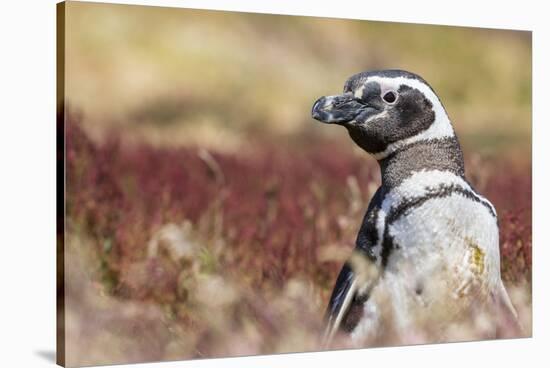 Magellanic Penguin, Portrait at Burrow. Falkland Islands-Martin Zwick-Stretched Canvas