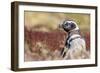 Magellanic Penguin, Portrait at Burrow. Falkland Islands-Martin Zwick-Framed Photographic Print