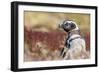 Magellanic Penguin, Portrait at Burrow. Falkland Islands-Martin Zwick-Framed Photographic Print