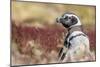 Magellanic Penguin, Portrait at Burrow. Falkland Islands-Martin Zwick-Mounted Photographic Print