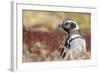 Magellanic Penguin, Portrait at Burrow. Falkland Islands-Martin Zwick-Framed Photographic Print