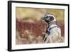 Magellanic Penguin, Portrait at Burrow. Falkland Islands-Martin Zwick-Framed Photographic Print